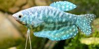 Gouramis