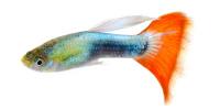 Guppies