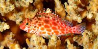 Hawkfish