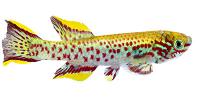Killifish
