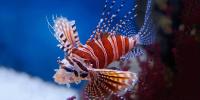 Lion Fish