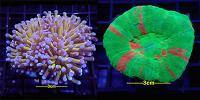 Live Coral