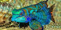 Mandarin and Dragonet Fish
