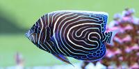 Angelfish Marine