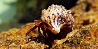 Marine Crabs
