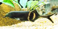 Unusual Fish