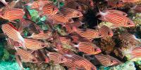 Miscellaneous Marine Fish