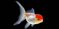 Oranda Goldfish