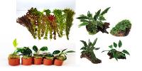 Plant Packages with Free Delivery 