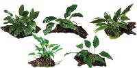 Plants attached to Driftwood