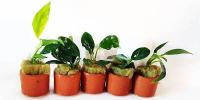 Plants in Pots