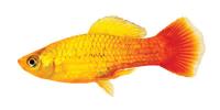 Platys