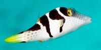 Puffer Fish Marine