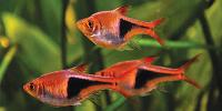Rasboras