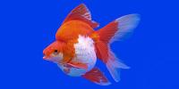 Ryukin Goldfish