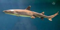 Sharks