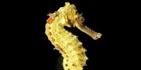 Seahorse