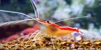 Shrimp and Invertebrates