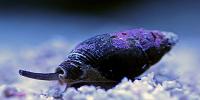 Snails