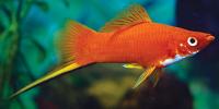 Swordtails