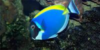 Tang Surgeon Fish