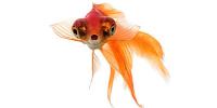 Telescope Goldfish