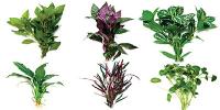 Temporary Display Plants
