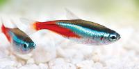 Tetras