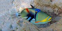 Triggerfish