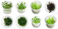 Tissue Culture Plants 