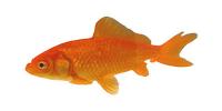 Wakin Goldfish