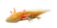 Walking Fish (Axolotl)