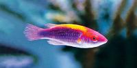 Wrasse