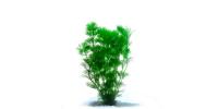 Plants not needing a Permit
