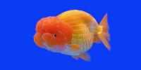 Ranchu Goldfish