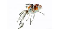 Shubunkin Goldfish