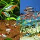 20x Neon Tetra Mix