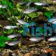 10x Rummynose Tetra 3.5cm