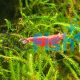 10x Fire Red Shrimp