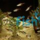 10x Neon Tetra
