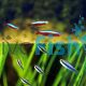 10xBlue Emperor Tetra & 10xCardinal Tetra