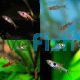 10x Rasbora Maculata
