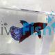 Male Betta Select Hellboy