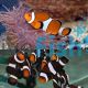 1xBlack&White and 1xOrange&White Clownfish