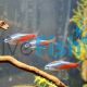 20x Neon Tetra 2cm