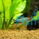 Rummynose Tetra 3.5cm