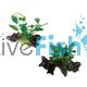 2x Assorted Anubias Mini Driftwood