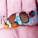 2x Mocca Clownfish 3cm
