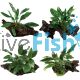 4x Assorted Anubias on Large Driftwood