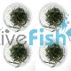 4x Hygrophila Lancea - TC